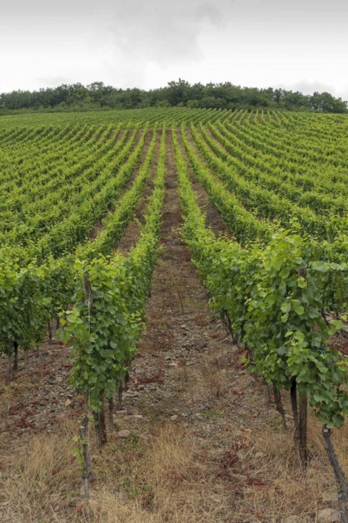 Looking up the steep vertical rocks, it is easy to see the "graywacke" volcanic rocks in the rows, which lend the wines of the Rangen de Thann a hint of flint or smoke. ©Adobe Stock Photo