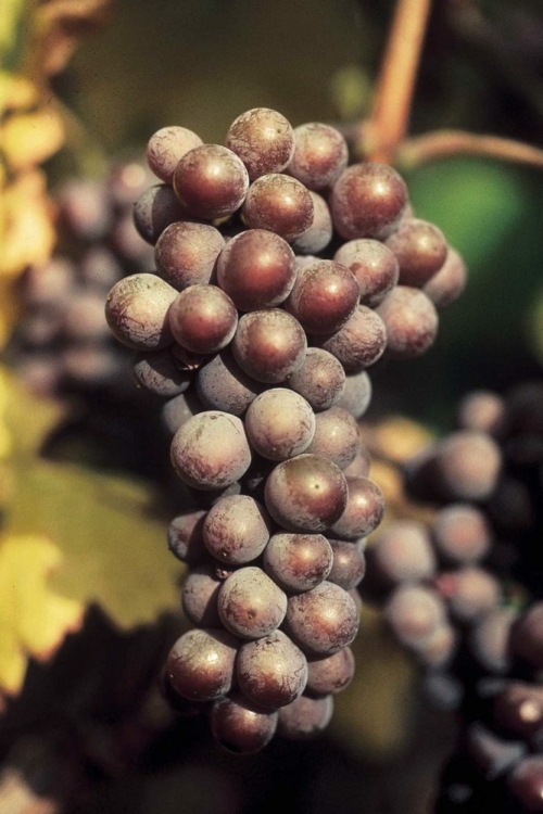 Thin-skinned Pinot Gris "looks at the fog, and gets botrytis," says Olivier Humbrecht MW. ©Pierre Bouard/Conseil Vins Alsace