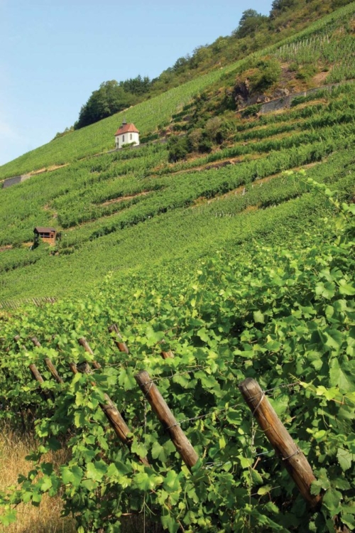 A view of the Clos Saint-Urbain chapel in the heart of Grand Cru Rangen de Thann reveals the steepness of the pitch. ©Domaine Zind-Humbrecht