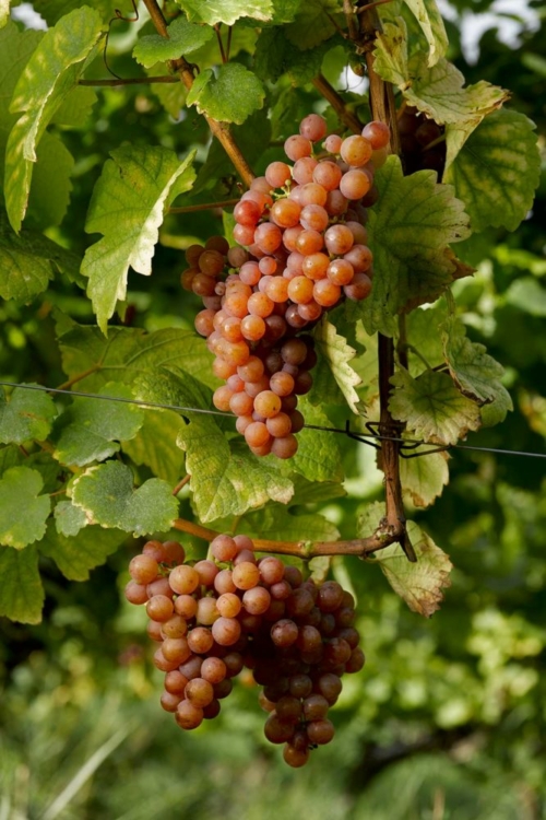 Gewurztraminer displays its beautiful and beguiling color. ©Stéphane Spach/Conseil Vins Alsace