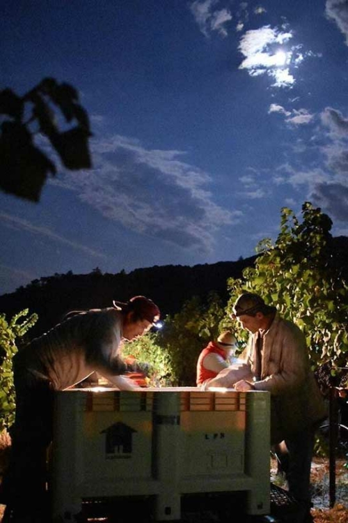 Harvesting Pinot Noir under a full moon. The practice of picking grapes at night "gives us more control over the fermentation process." ©Tracy Nielsen/La Pitchoune