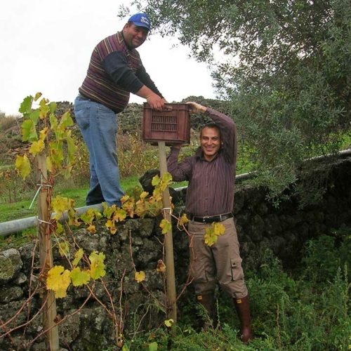Much of the work in the vineyards at Passopisciaro needs to be done by hand. Labor, this year, will be an unrivaled challenge. ©Passopisciaro Much of the work in the vineyards at Passopisciaro needs to be done by hand. Labor, this year, will be an unrivaled challenge. ©Passopisciaro