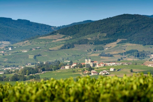 A view over the vineyards of the Regnié AOC, Beaujolais, France.