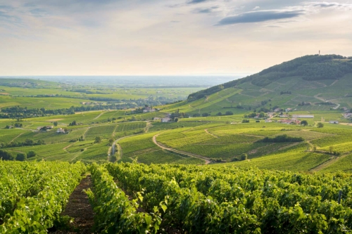 A view of the Côte de Brouilly with Brouilly's vineyards in the foreground, Beaujolais, France.