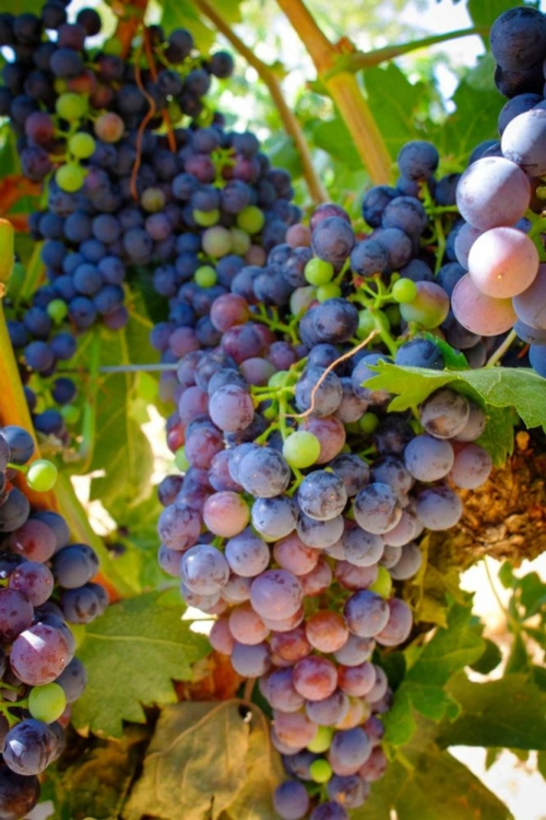 Tempranillo grapes reaching for ripening in Ribera del Duero. ©Ribera y Rueda