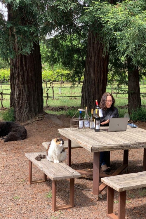 Jill Matthiasson conducts a Zoom tasting with consumers outside the winery. ©Steve Matthiasson