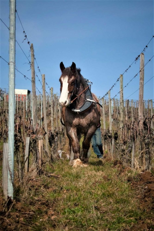 Ursus the plow horse in one of Barmès-Buecher's vineyards. ©Barmès-Buecher