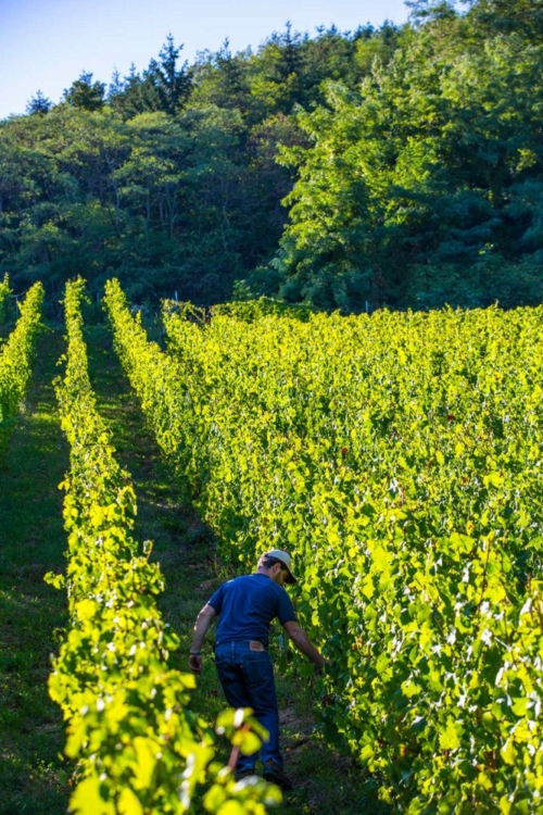 Winemaker Maxime Barmès stands in one of his biodynamic vineyards. ©Barmès-Beucher