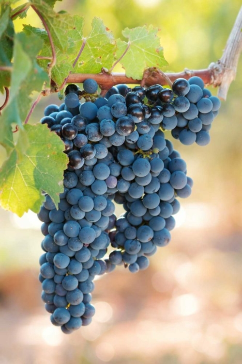 On the vine, Syrah grapes have a distinctive shape and noticeably blue-tinged color. (Stock photo)