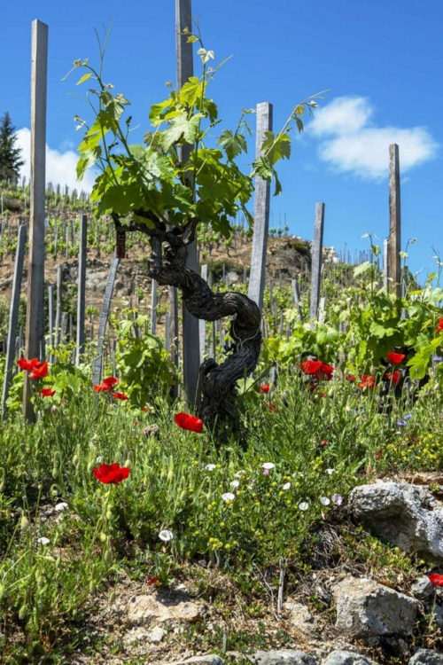 The heritage of Cornas is often locked away in the old vines of its steepest terraces. These plants have told many stories. (Stock photo)