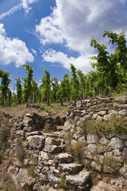 Stone terraces have long defined the hillsides of Cornas — a means to make the pitch more workable, and to reduce erosion. ©Cristophe Grilhe for Inter Rhône