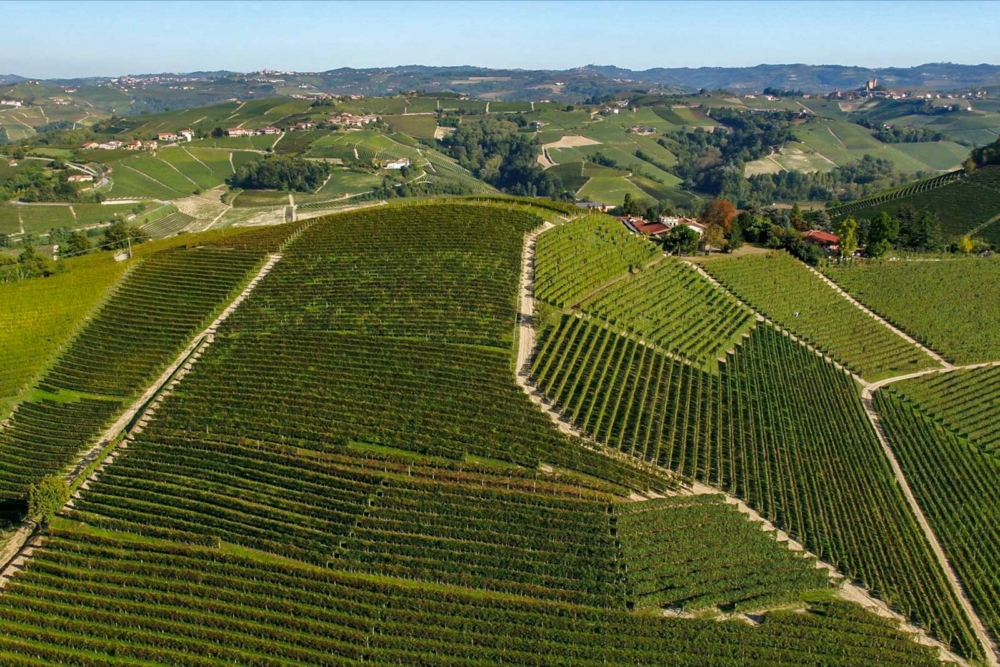 Cavallotto's plantings in the Bricco Boschis Barolo cru serve as the backbone of their Langhe Nebbiolo wine. ©Cavallotto