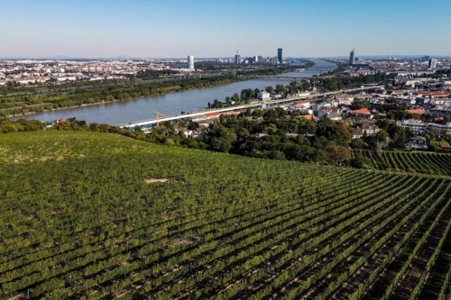 The Nussberg Alte Reben vineyard known as Ried Ulm, which led to Fritz Wieninger's change of heart on Gemischter Satz. ©Wieninger/Winebow