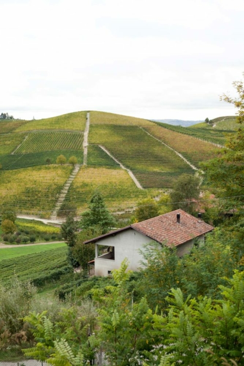 Vineyards of Barbaresco. ©Kevin Day/Opening a Bottle