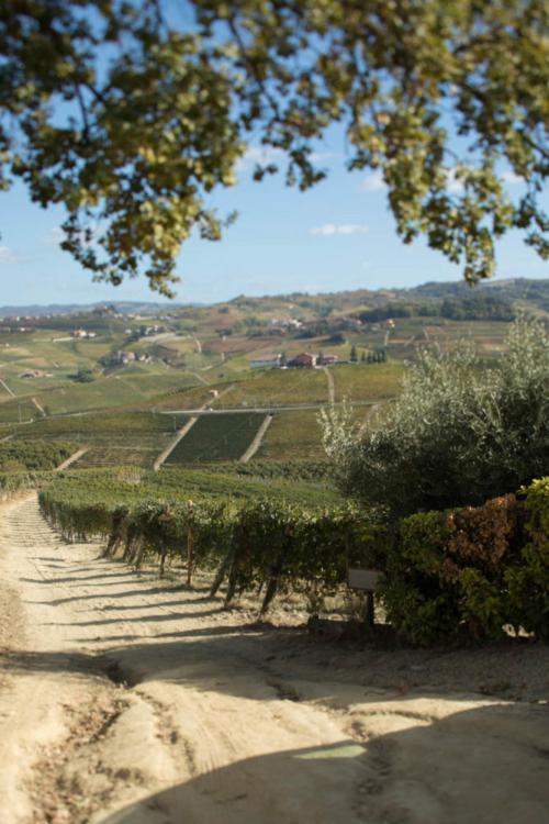 Barolo vineyards. ©Kevin Day/Opening a Bottle