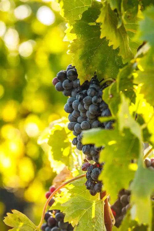 Sangiovese grape clusters ripening on the vine