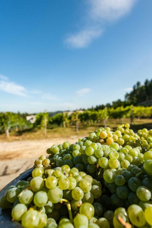 Indigenous grapes in Vinho Verde, Portugal