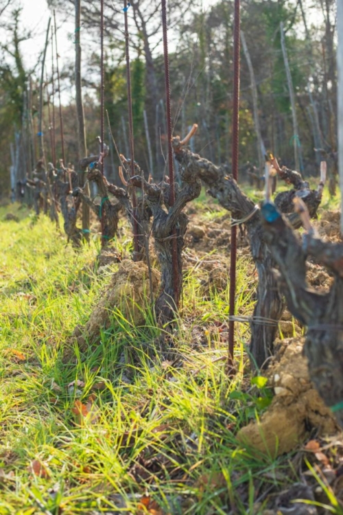 Sangiovese vines at Villa Calcinaia ©Kevin Day/Opening a Bottle