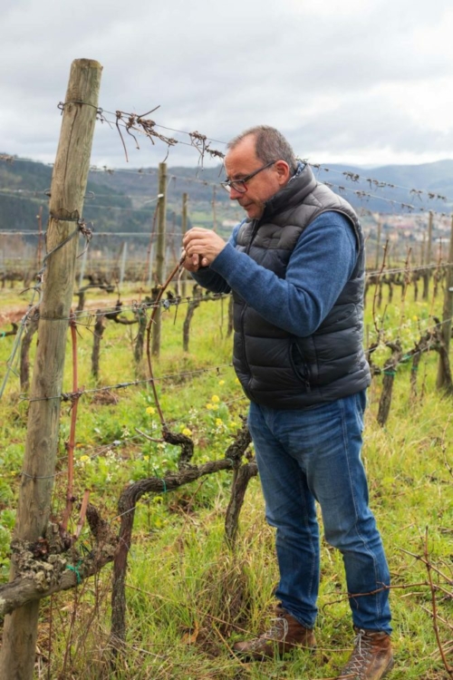 Winemaker Federico Giuntini in his Rufina vineyard. ©Kevin Day/Opening a Bottle