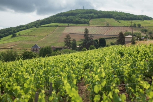 Storm clouds pass over the Côte de Brouilly and its vineyards. ©Kevin Day/Opening a Bottle Côte de Brouilly and its vineyards.