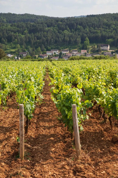 The vineyards of Savigny-lès-Beaune in Burgundy (Bourgogne), France.