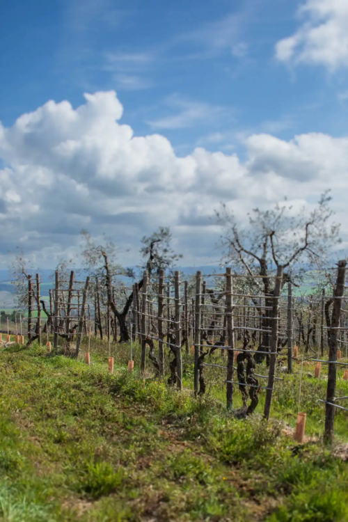 Vineyards in spring at Biondi-Santi, including their unusual vine training method and olive trees.