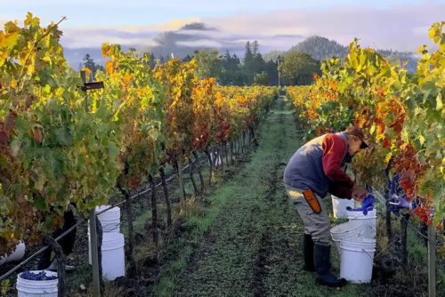 Harvest at Troon Vineyard in the Applegate Valley, Oregon.