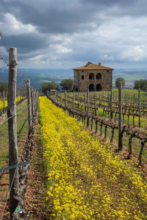 Tenuta Greppo and the Il Greppo vineyard at Biondi-Santi as it blooms in spring.