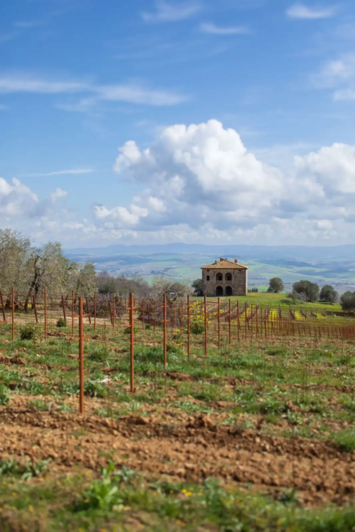 Tenuta Greppo in the spring in Montalcino.