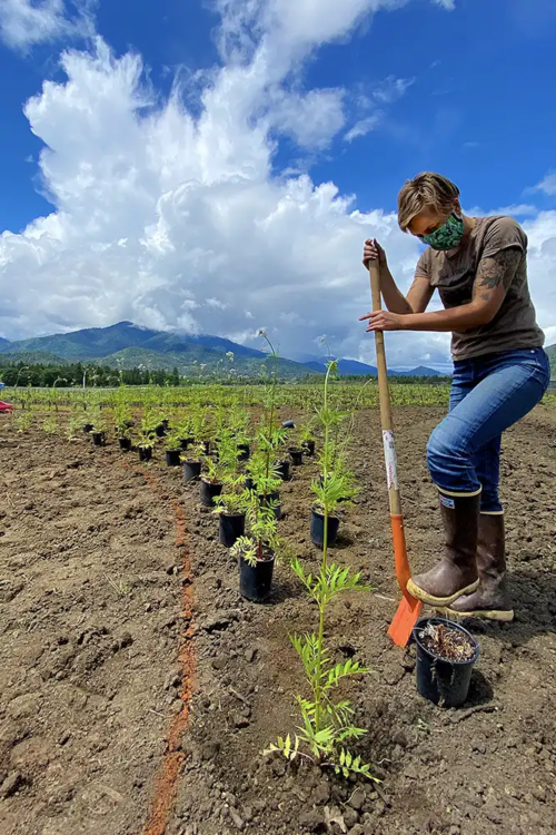 Planting Valerian to make biodynamic preparations at Troon Vineyard & Farm