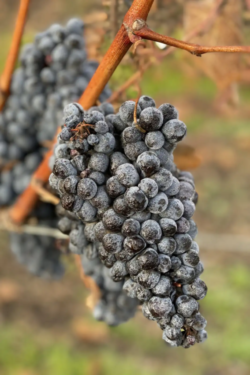 Tannat grape cluster at Troon Vineyard in Southern Oregon