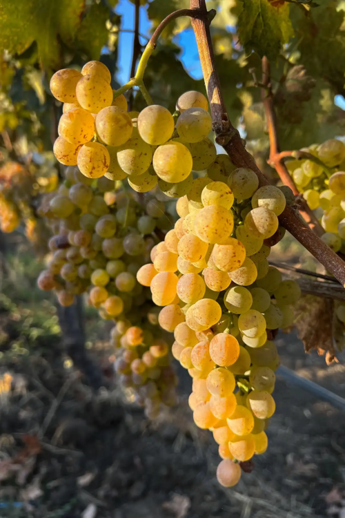 Vermentino grape cluster at Troon Vineyard in the Applegate Valley AVA