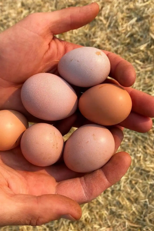 Chicken eggs laid at Troon Vineyard & Farm