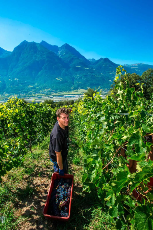 Harvest in Grosjean's vineyards.