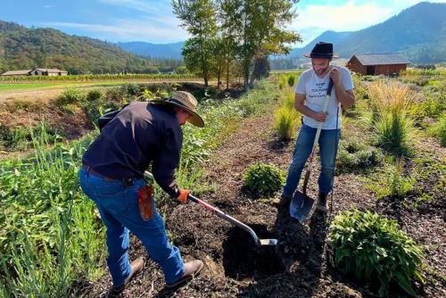 Unearthing stinging nettle compost for biodynamic preparation at an Oregon farm