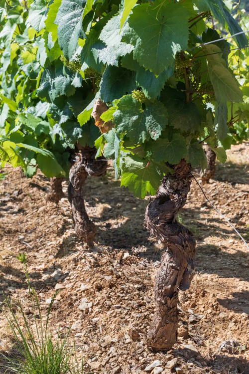 Old vines of Aligoté in Bouzeron, France.