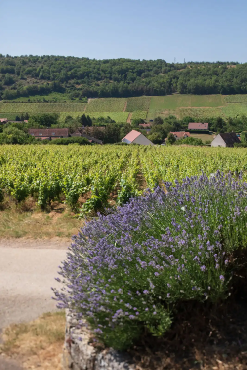 The village of Bouzeron, France with purple flowers and vineyards.