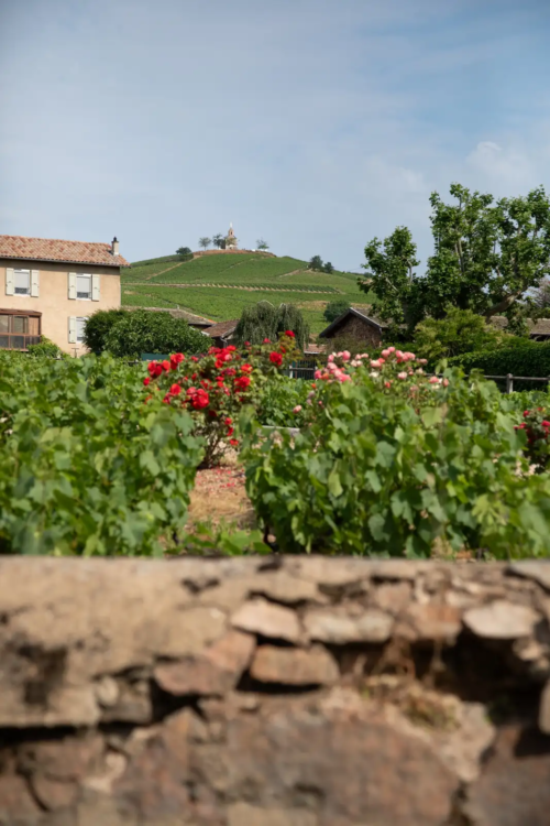 Fleurie's La Madone chapel as seen through a walled vineyard in Beaujolais, France.