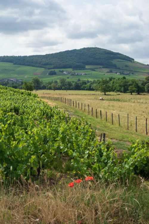 The Côte de Brouilly AOC as seen from the Brouilly AOC in Beaujolais, France.